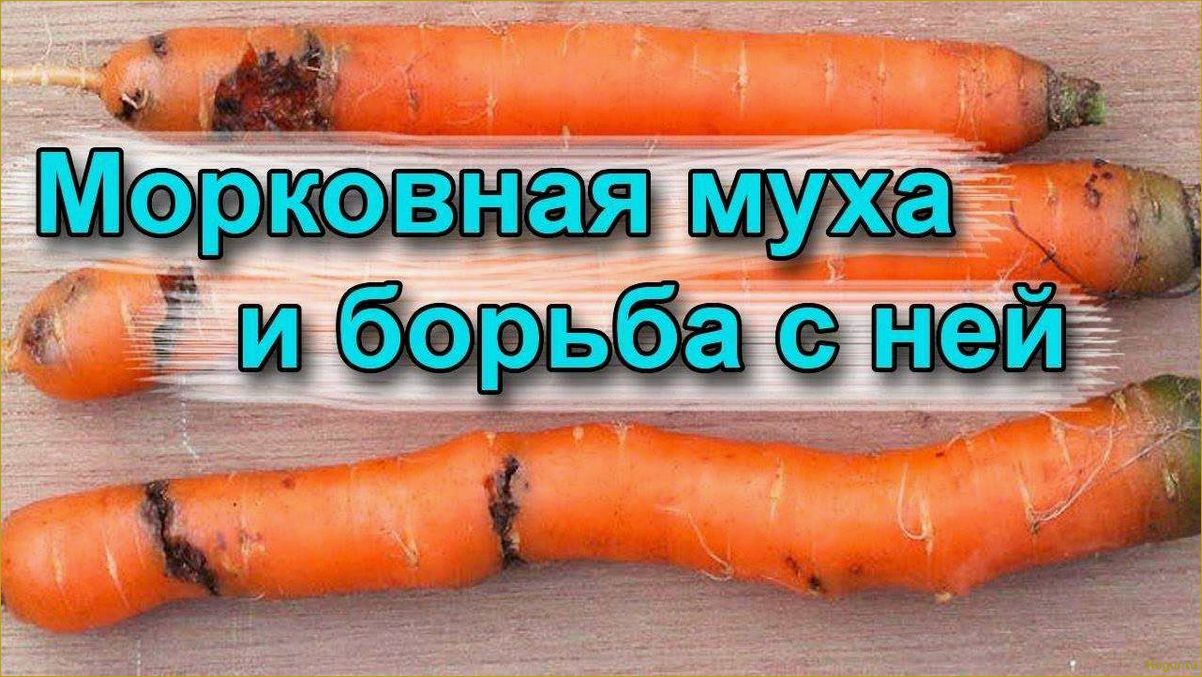 Эффективные методы борьбы с морковной мухой