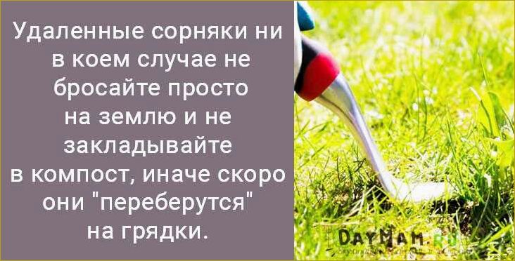 Как победить овсюг — эффективные методы борьбы с этим злостным сорняком