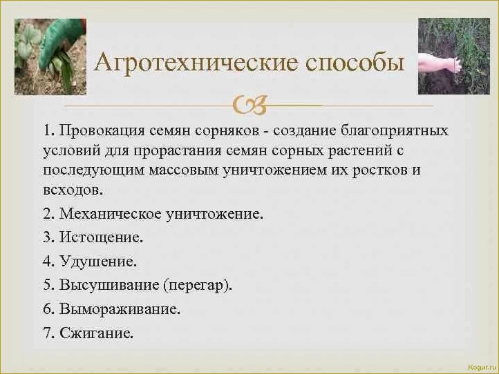 Как победить овсюг — эффективные методы борьбы с этим злостным сорняком