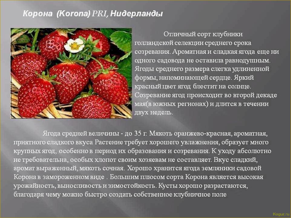 Клубника Корона: особенности выращивания и ухода