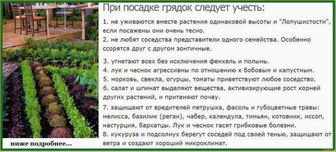 Начните выращивание любистка на своем участке уже в следующем сезоне