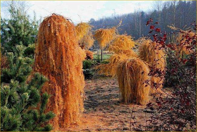 Очей очарование — лиственница: посадка и уход