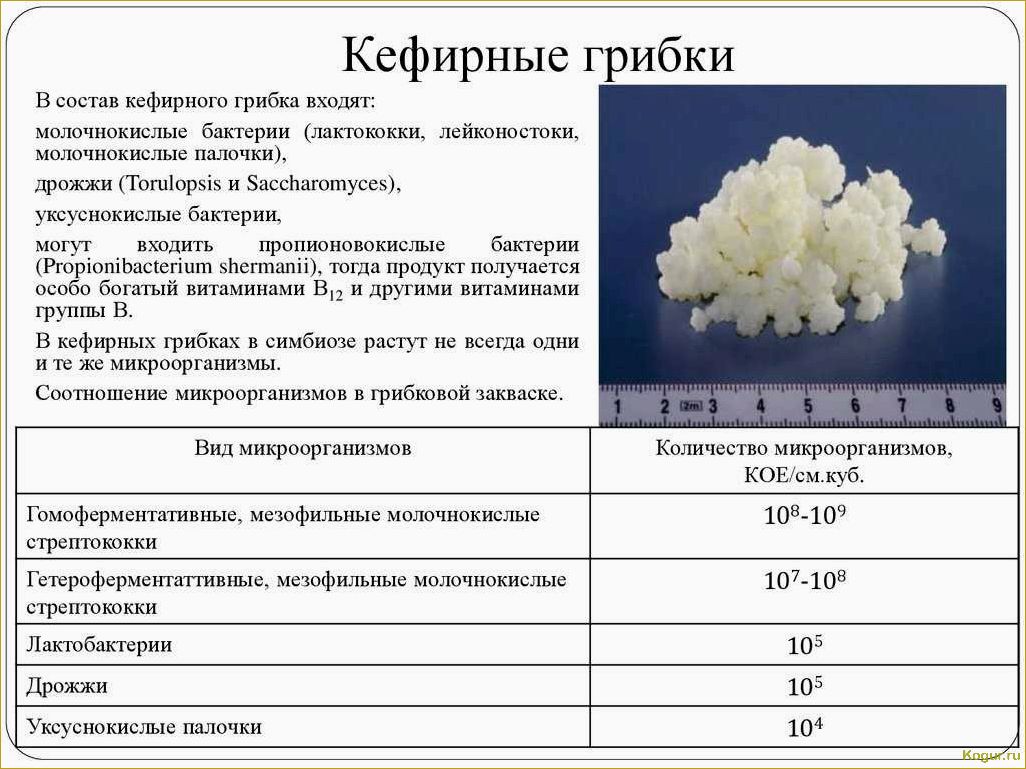 Особенности использования полезного кефира — можно ли кефирный гриб детям