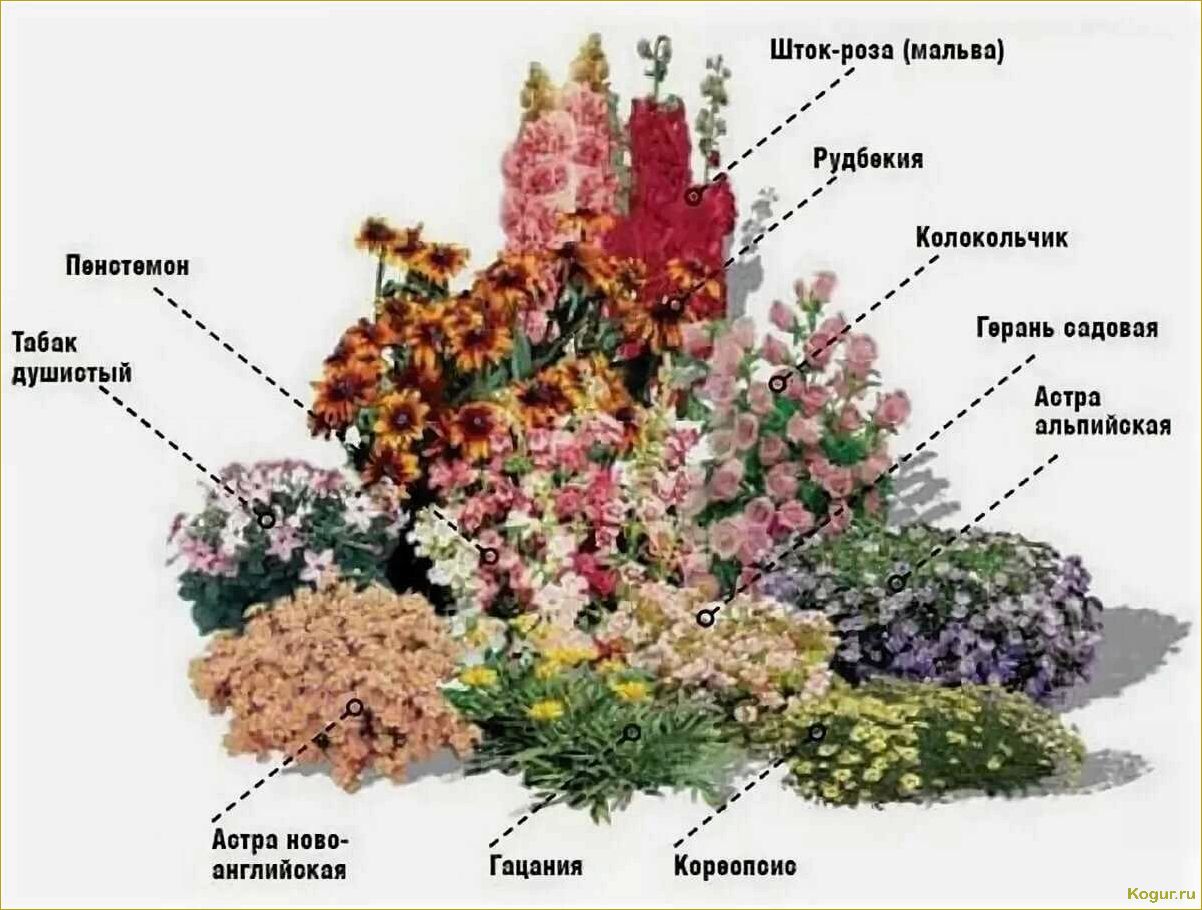 Пересадка многолетних цветов на клумбах приусадебных участков