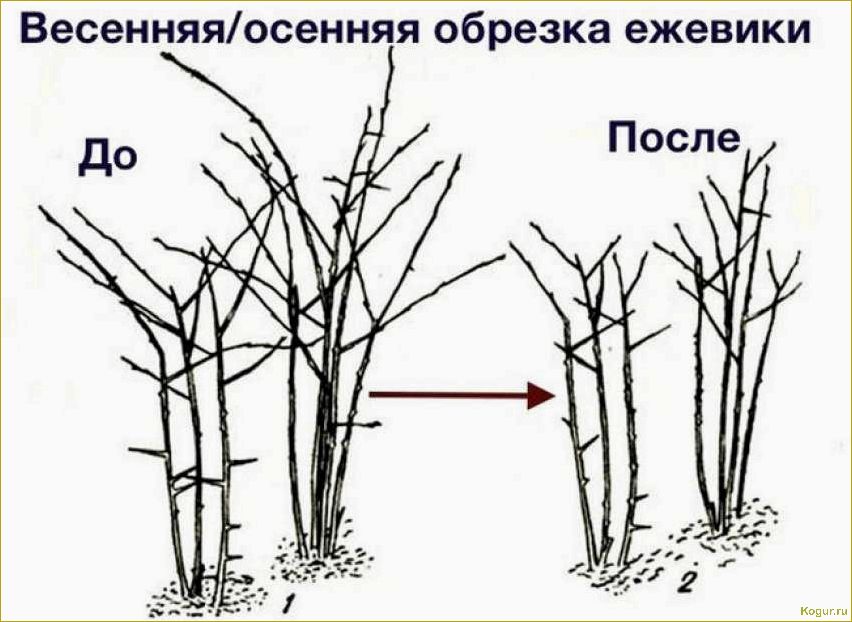 Посадка и уход за садовой ежевикой