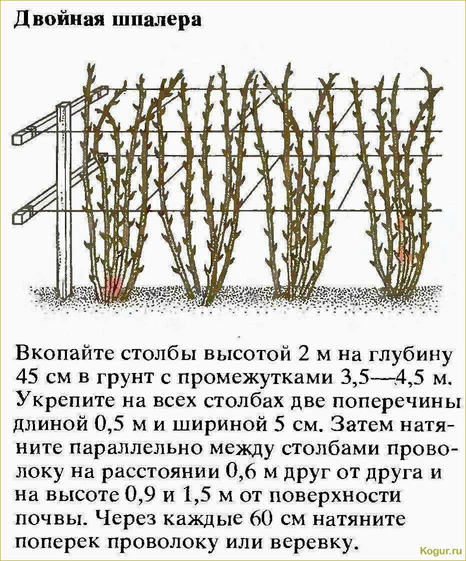 Посадка и уход за садовой ежевикой