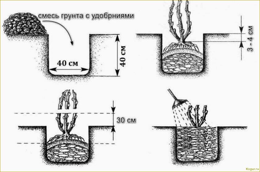 Посадка и уход за садовой ежевикой