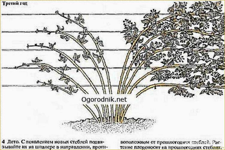 Посадка и уход за садовой ежевикой