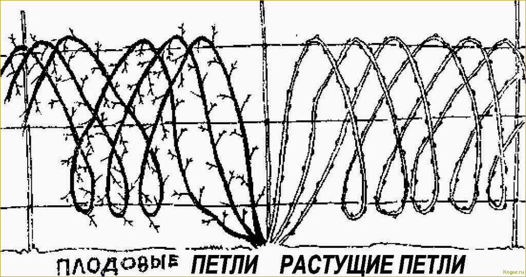 Посадка и уход за садовой ежевикой