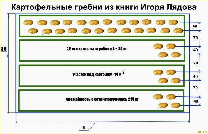 Посадка картофеля на Урале: особенности и советы