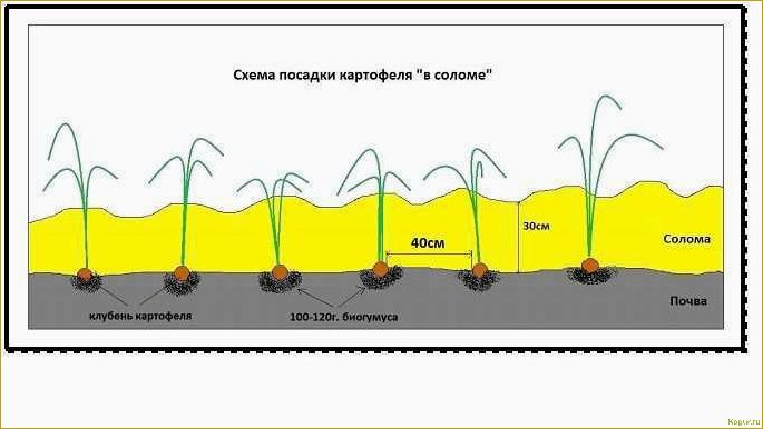 Посадка картофеля на Урале: особенности и советы