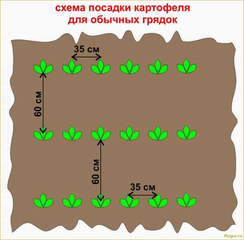 Посадка картофеля на Урале: особенности и советы