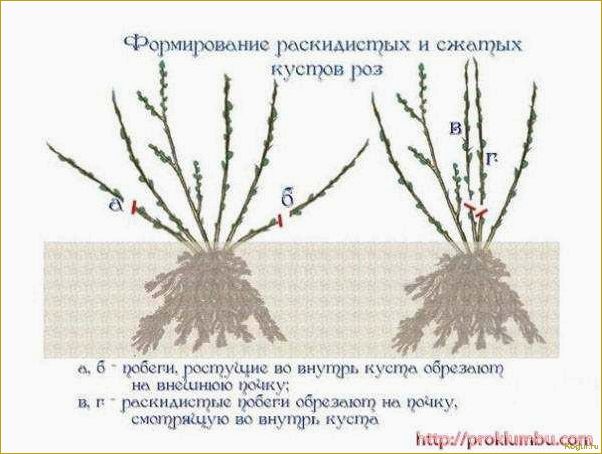 Посадка сакуры и уход за кустарником в открытом грунте