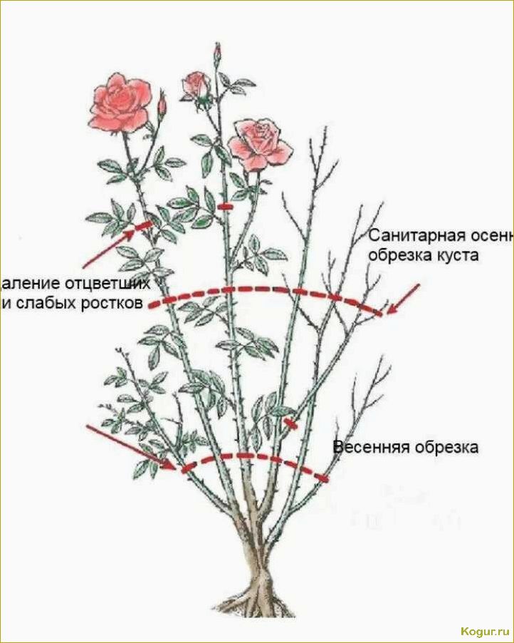 Посадка сакуры и уход за кустарником в открытом грунте