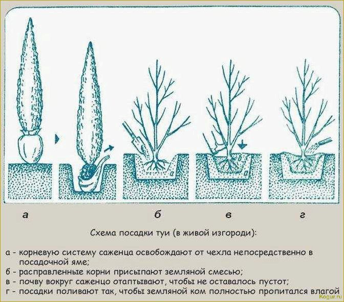 Посадка сакуры и уход за кустарником в открытом грунте