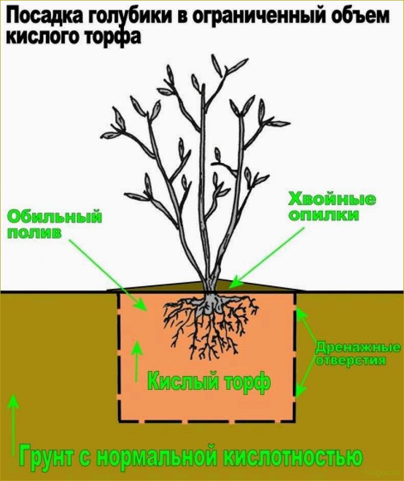 Посадка сакуры и уход за кустарником в открытом грунте