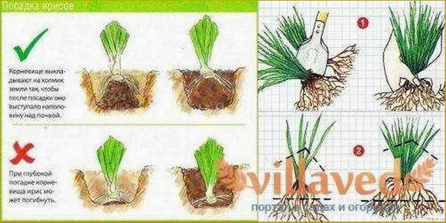 Посадка, выращивание и уход за луковичными ирисами: краткий ликбез для садоводов