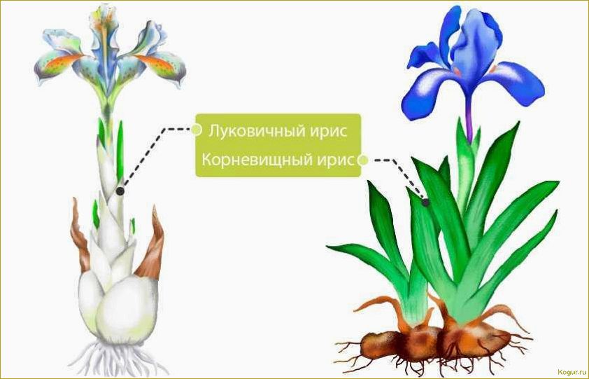 Посадка, выращивание и уход за луковичными ирисами: краткий ликбез для садоводов