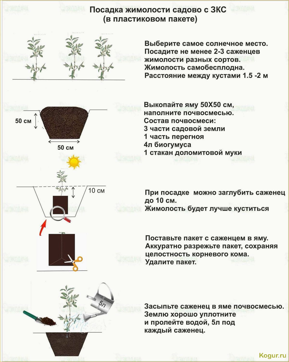 Посадка жимолости и уход за культурой: советы и рекомендации