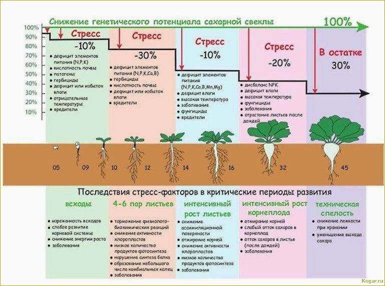 Поздняя посадка картофеля: секреты получения богатого урожая