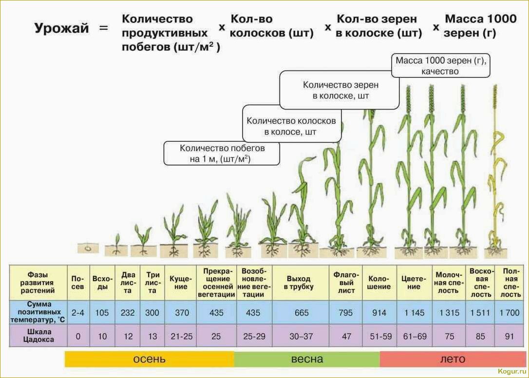 Оптимальные сроки полива картофеля в открытом грунте