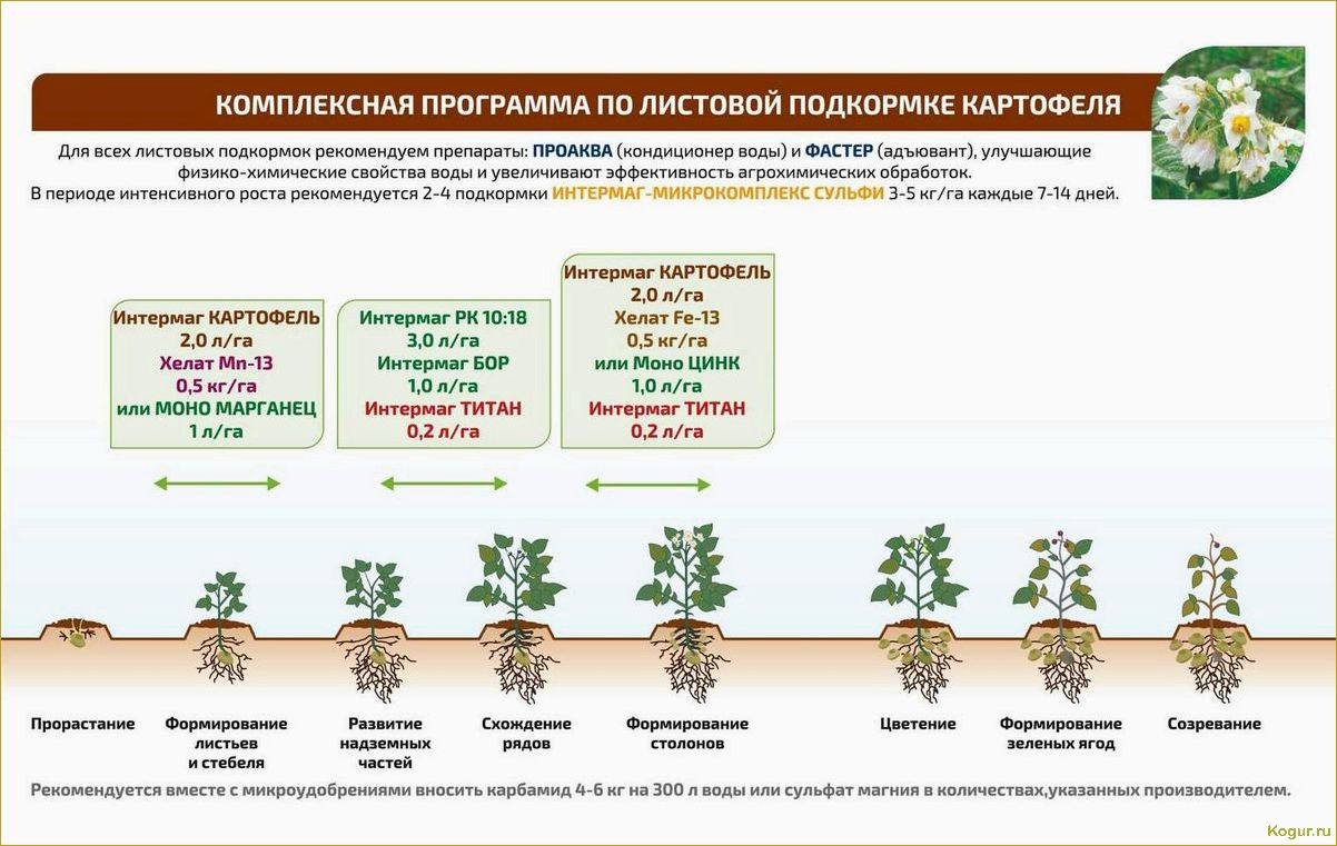 Оптимальные сроки полива картофеля в открытом грунте