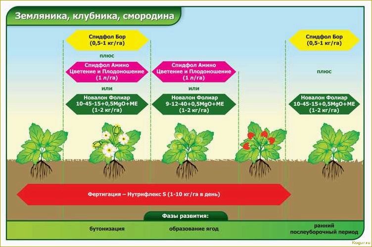 Оптимальные сроки полива картофеля в открытом грунте