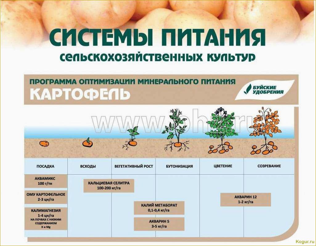 Оптимальные сроки полива картофеля в открытом грунте