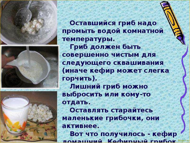 Три способа хранения молочного гриба без молока