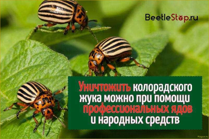 Выбор безопасных для человека химических средств уничтожения колорадского жука