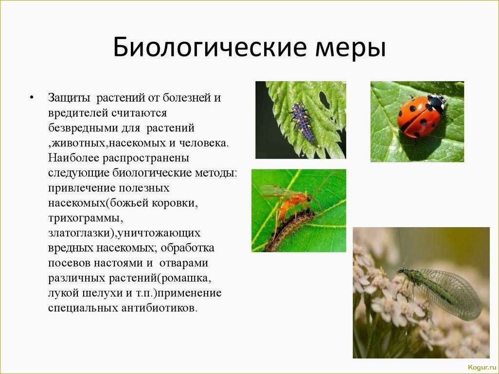 Выбор безопасных для человека химических средств уничтожения колорадского жука