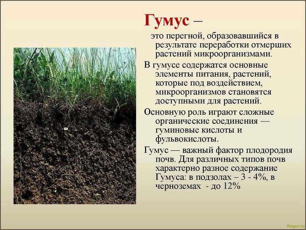 Что такое гумус и как контролировать его содержание на огороде?