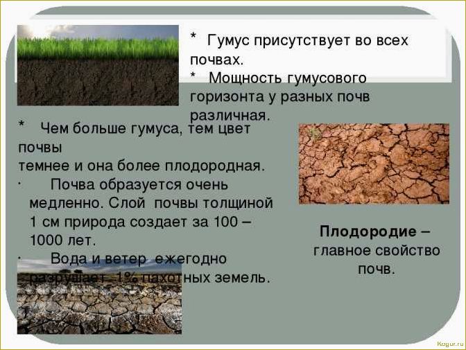 Что такое гумус и как контролировать его содержание на огороде?