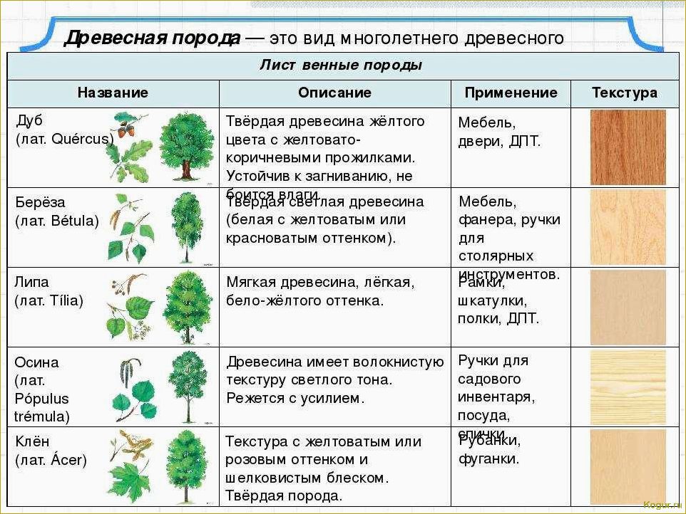 Целебные свойства дерева граб: все, что вам нужно знать