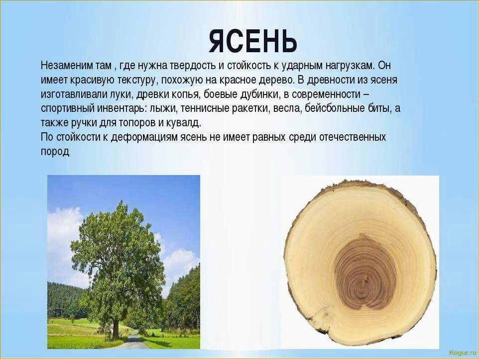 Целебные свойства дерева граб: все, что вам нужно знать