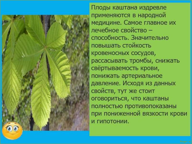 Целебные свойства дерева граб: все, что вам нужно знать