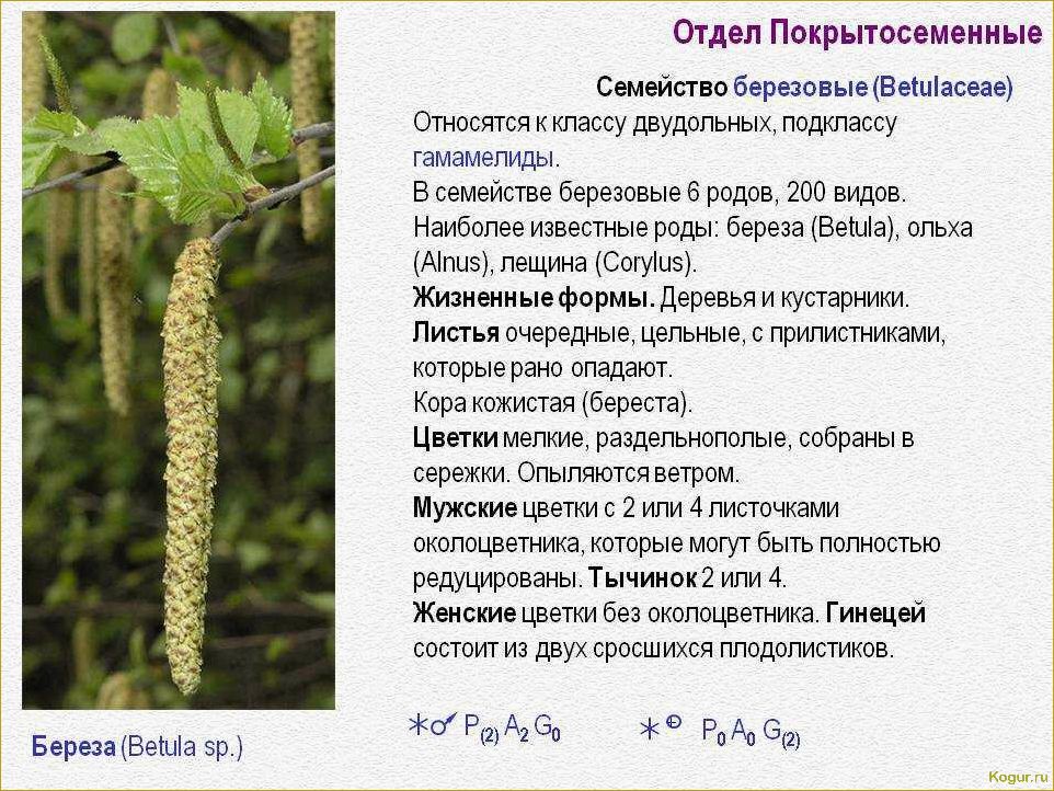 Целебные свойства дерева граб: все, что вам нужно знать