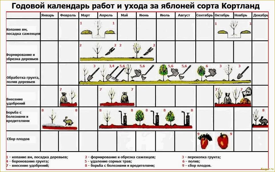 Как правильно вырастить яблоню из семечка: особенности и советы по агротехнике.