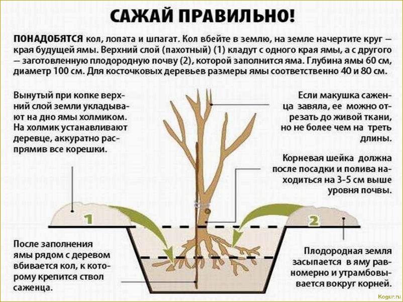 Как правильно вырастить яблоню из семечка: особенности и советы по агротехнике.