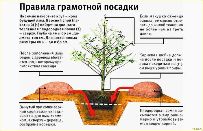 Как правильно вырастить яблоню из семечка: особенности и советы по агротехнике.