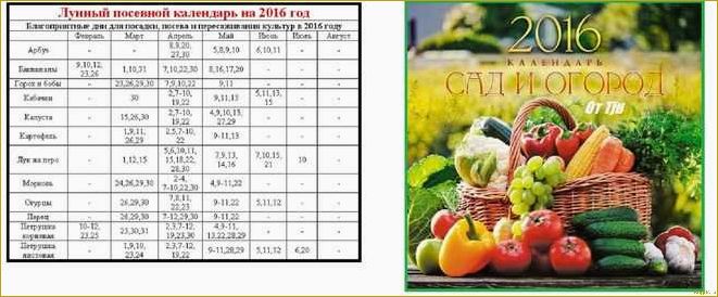 Оптимальное время для посева моркови в соответствии с лунным календарем