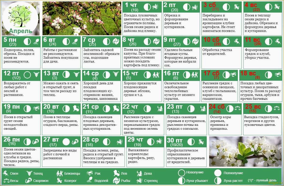 Оптимальное время для посева моркови в соответствии с лунным календарем