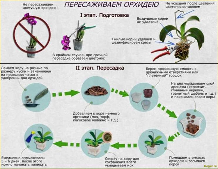 Ктенанта: основные правила выращивания, размножения и разнообразие видов