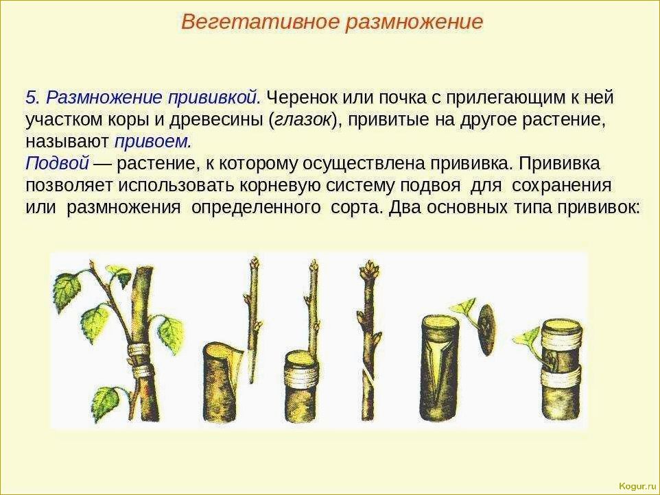 Ктенанта: основные правила выращивания, размножения и разнообразие видов