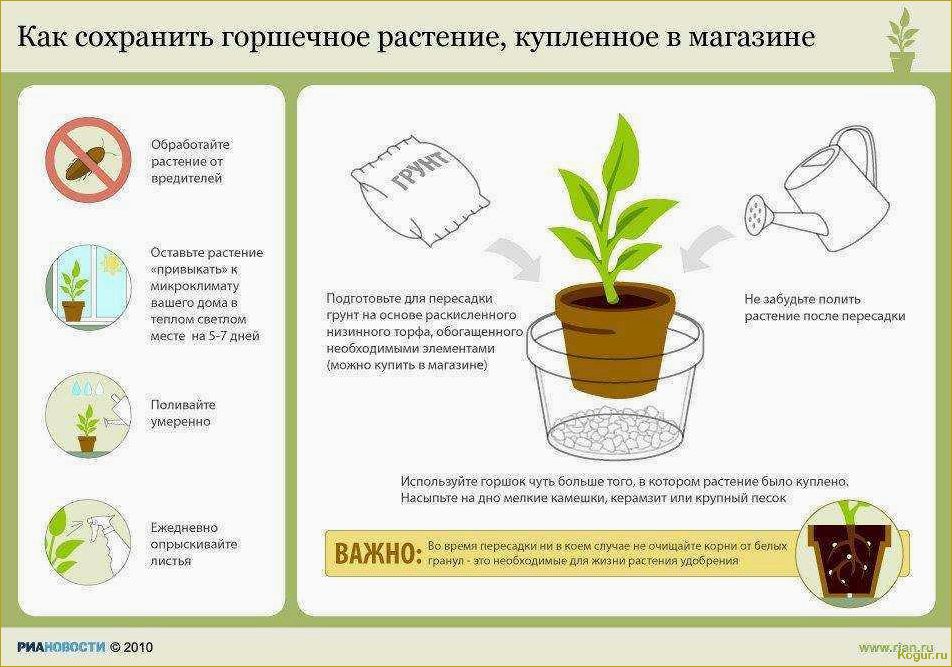 Ктенанта: основные правила выращивания, размножения и разнообразие видов