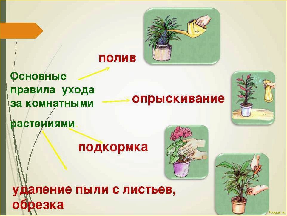 Ктенанта: основные правила выращивания, размножения и разнообразие видов