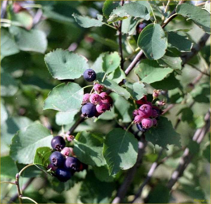 Лучшие сорта ирги для личного знакомства