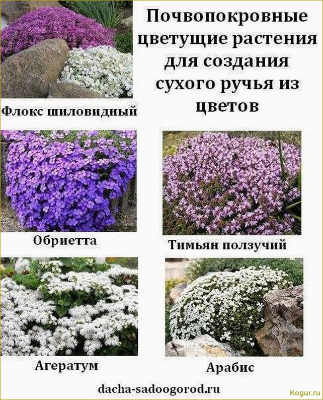 Многолетние почвопокровные (стелющиеся) флоксы: сорта и описание