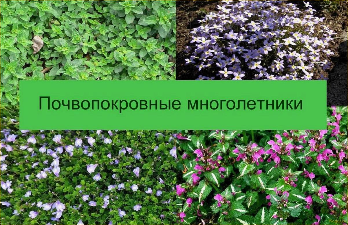 Многолетние почвопокровные (стелющиеся) флоксы: сорта и описание