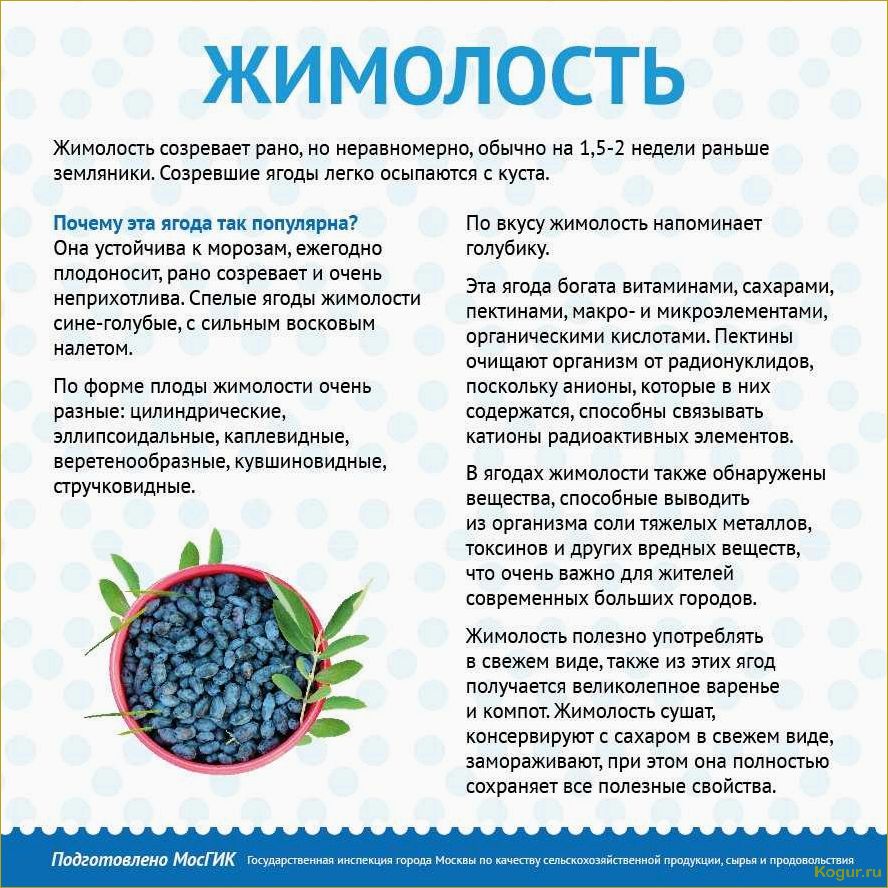 Плоды жимолости съедобной: полезные свойства и противопоказания